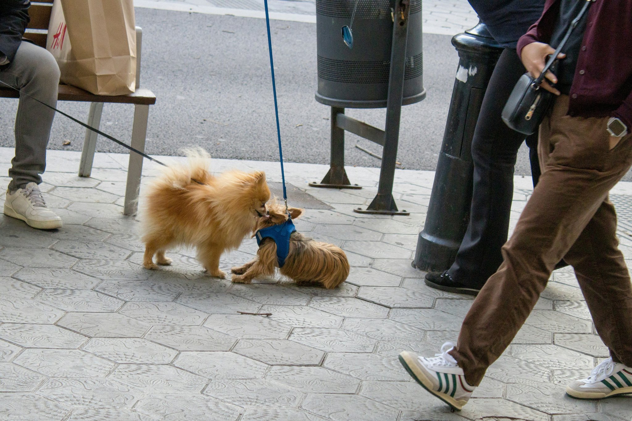A black labrador sitting calmly beside its owner in a park setting.