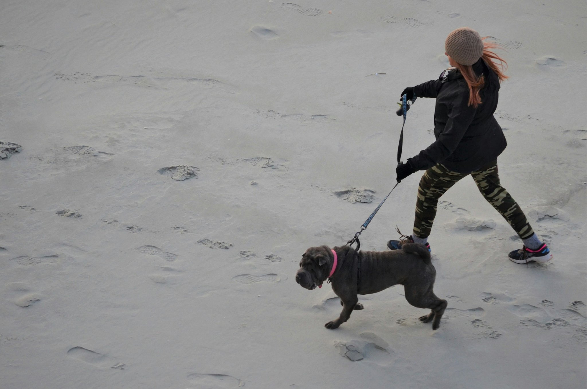A person walking their trained dog on a leash, demonstrating the importance of commitment