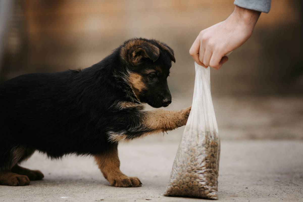 A service dog assisting its handler in public