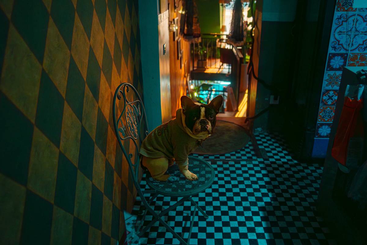 A trainer guiding a dog through an obstacle course