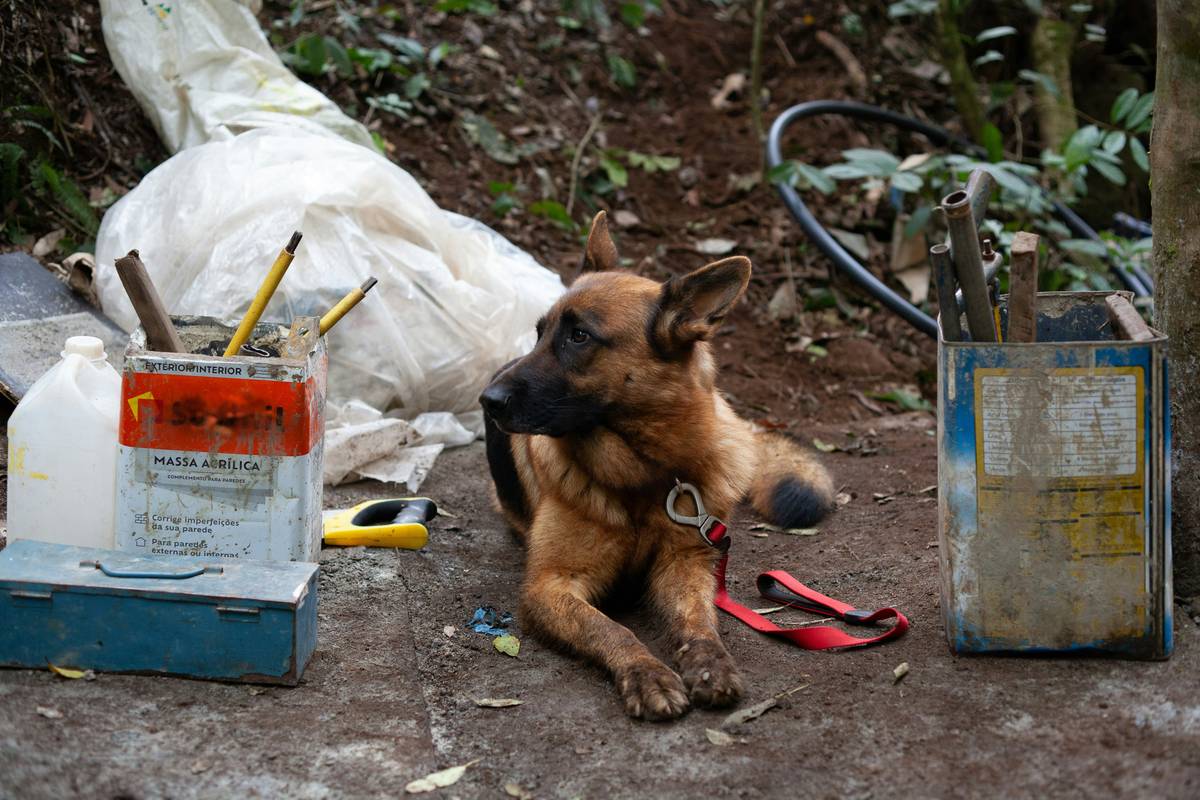 A happy service dog enjoying treats after completing a task