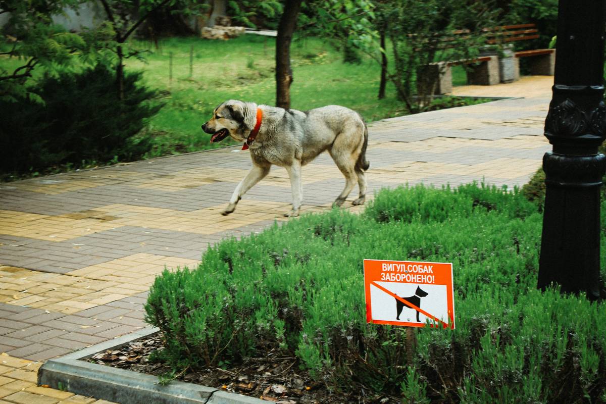 Illustration showing a service dog accompanying its handler into a store.