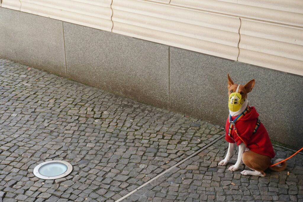 Mastering Service Dog Public Interaction: The Ultimate Guide to Success