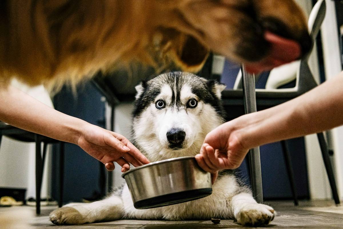 A service dog lying calmly near its handler inside a coffee shop.