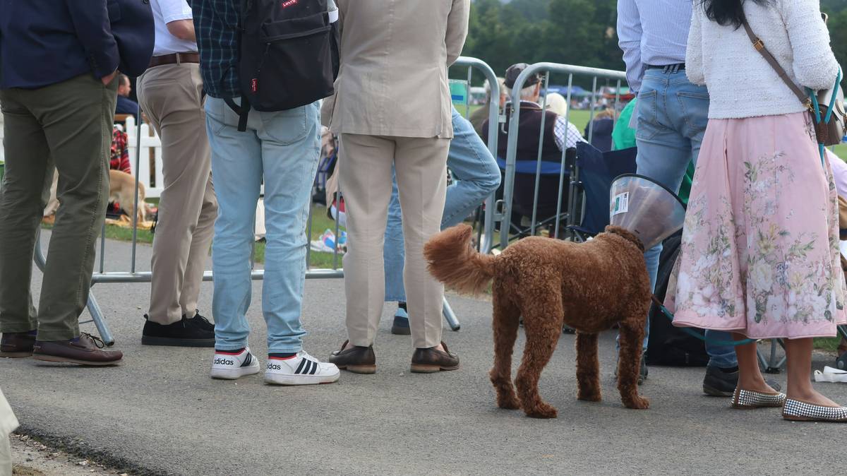 Trainer teaching a golden retriever basic commands like sit, stay, and heel