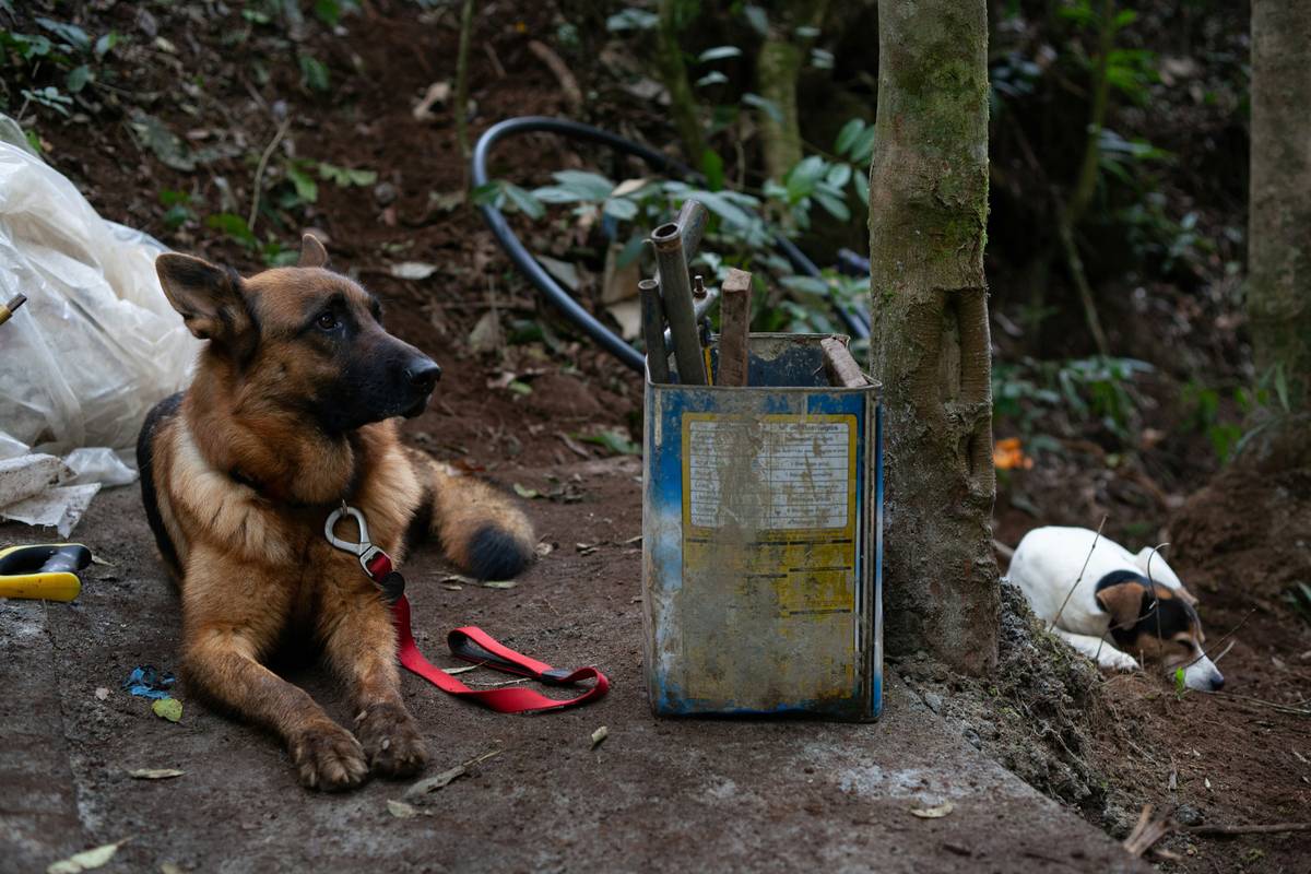 A golden retriever performing a retrieval task with its handler