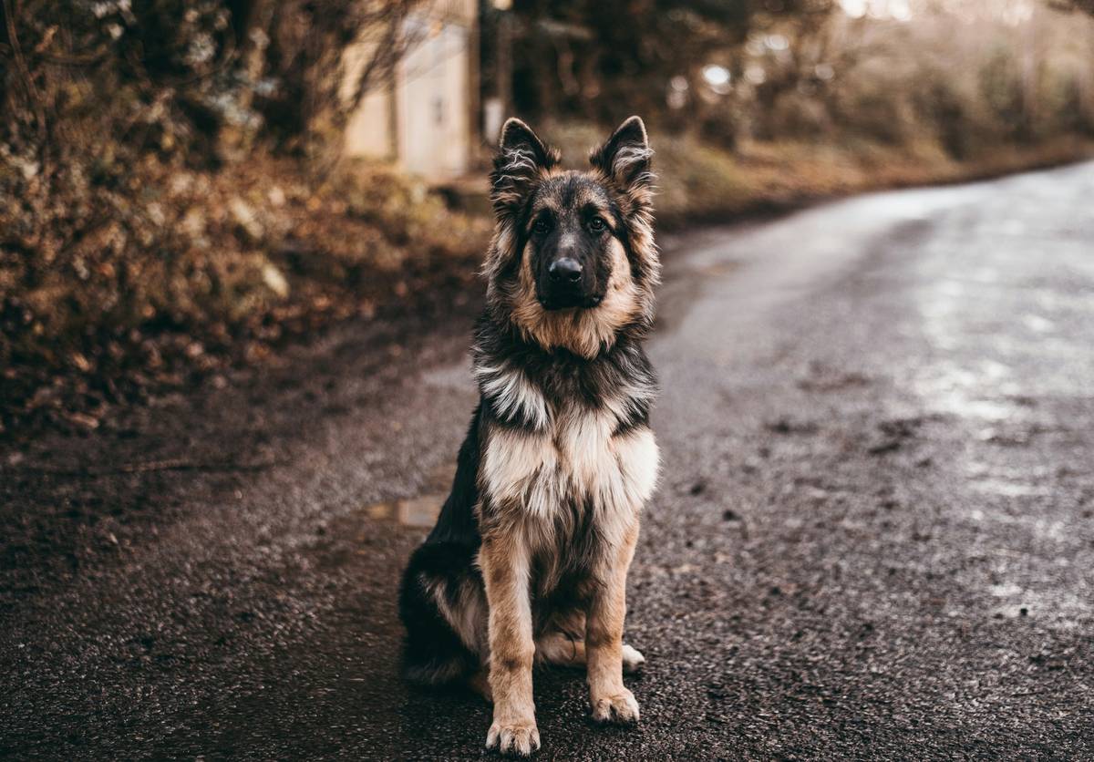 A service dog focusing amidst distractions in a park