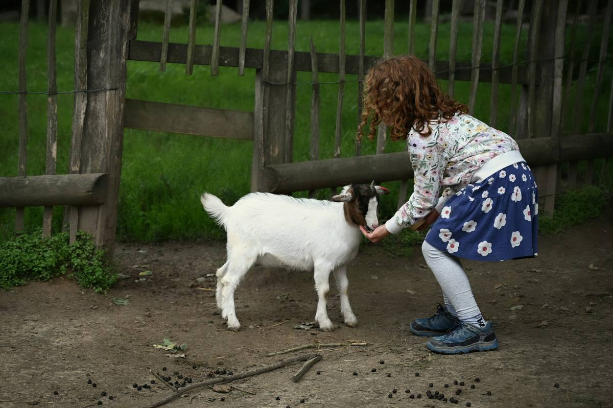 A trainer guiding a service dog through an obedience exercise
