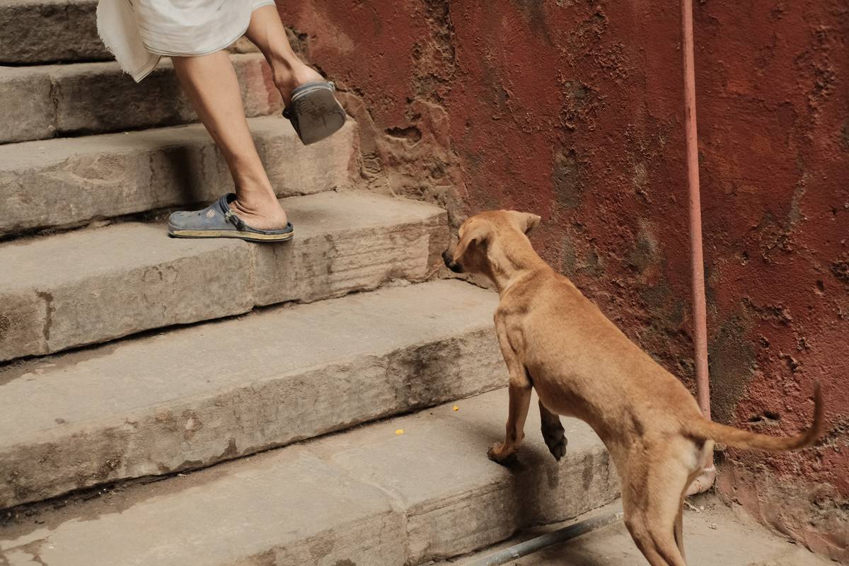 A visually impaired person guiding themselves confidently with a service dog.