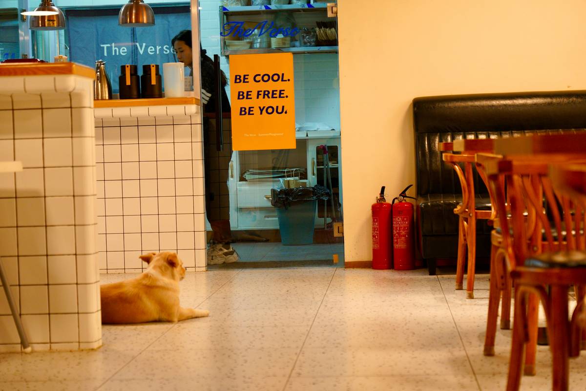 A well-trained service dog sitting calmly in a busy restaurant.