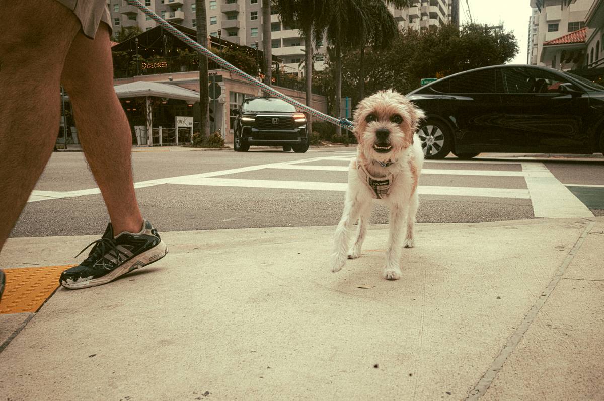 Close-up shot of various dog training equipment including leashes, collars, and clickers