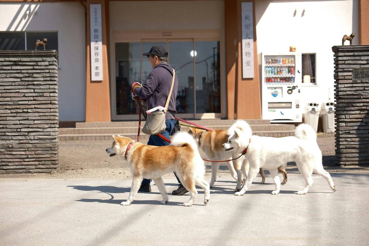 Labrador retriever during initial leash training vs confidently walking through an airport terminal.