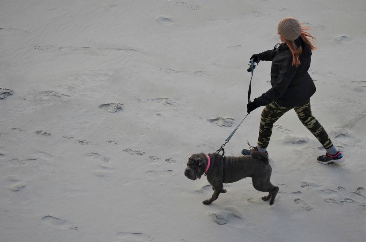 Mastering Support Animal Public Interaction: The Ultimate Guide for Trainers