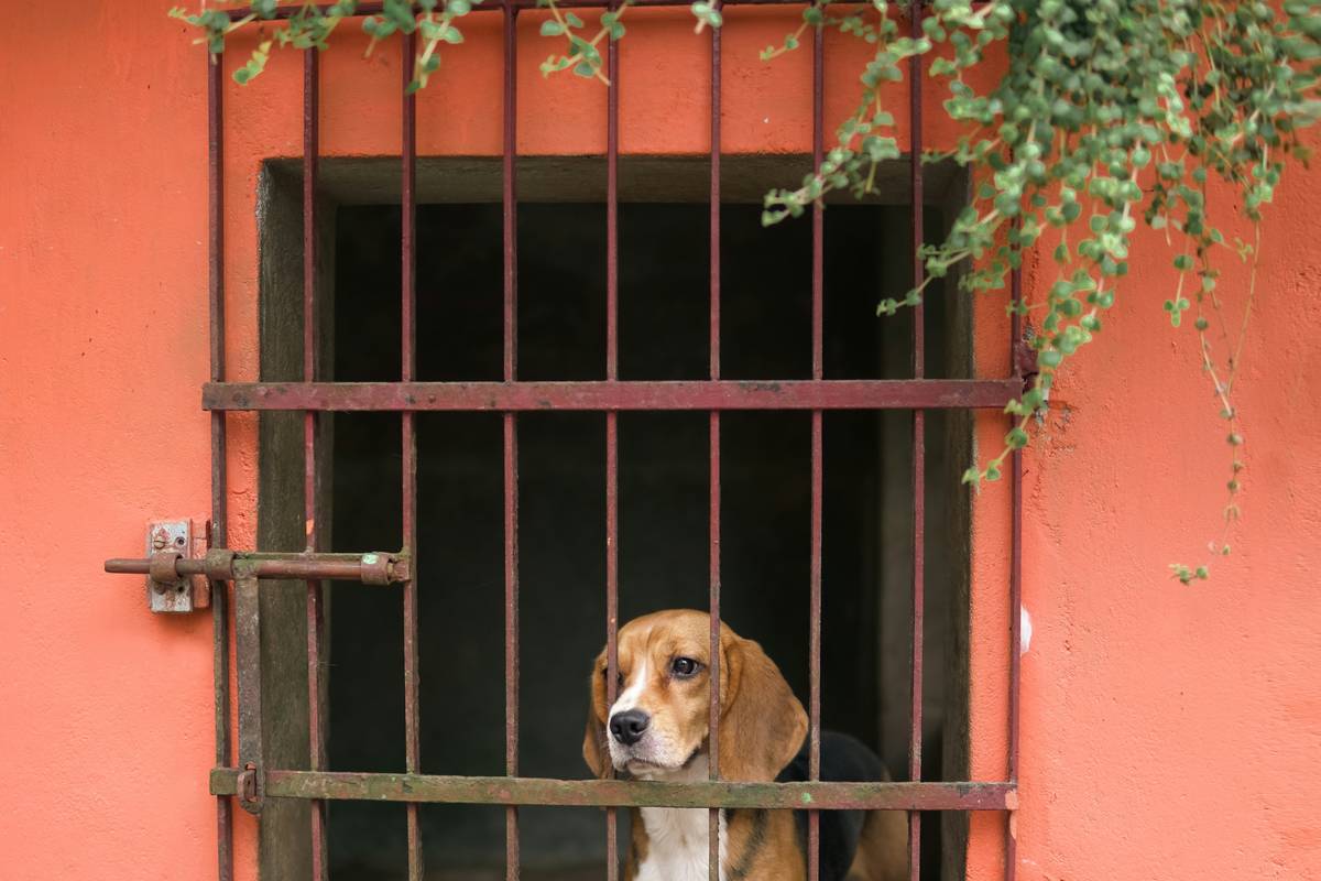 Trainer demonstrating leash control with a service dog