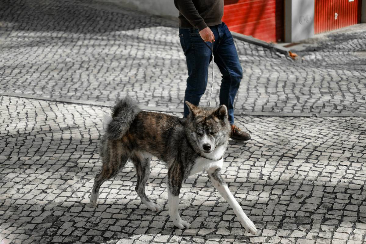 A service dog wearing a harness sitting calmly in a crowded coffee shop.