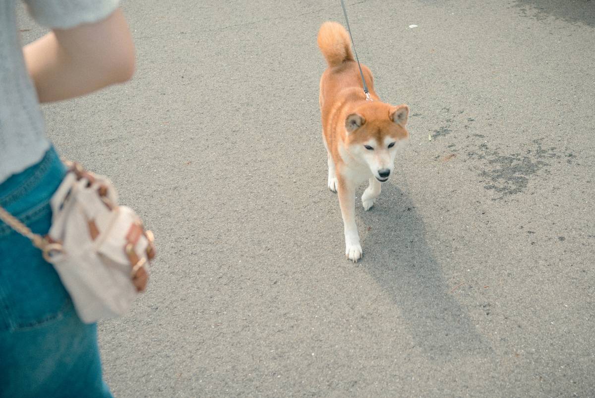 How to Master Service Animal Owner Support: The Ultimate Guide