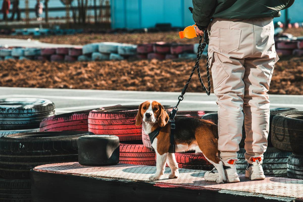 Mastering Service Animal Public Compliance: The Ultimate Guide for Trainers and Owners