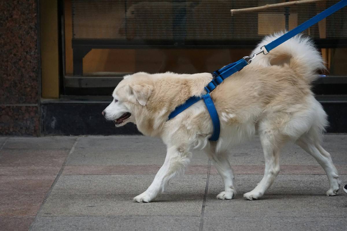 Mastering Service Animal Task Preparation: A Complete Guide to Success