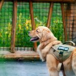 Mastering Service Dog Public Space Standards: The Ultimate Guide
