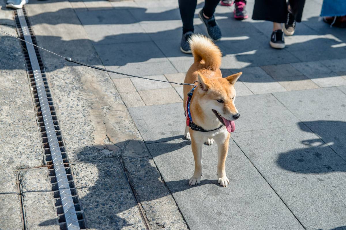 Public Access FAQs: Everything You Need to Know About Service Animal Training