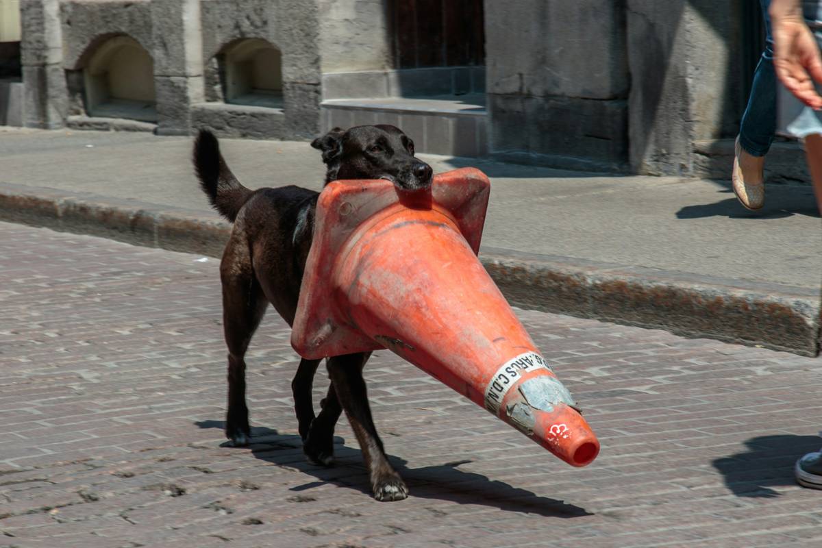 Service dog practicing task drill with handler