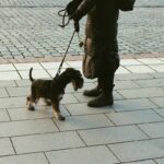 Service Dog Public Interaction Laws: The Ultimate Guide for Owners and Trainers