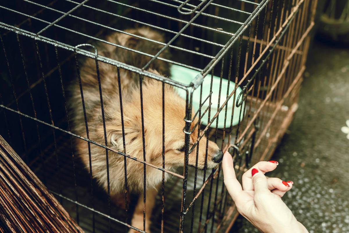 Veterinarian examining a service dog during a routine check-up.