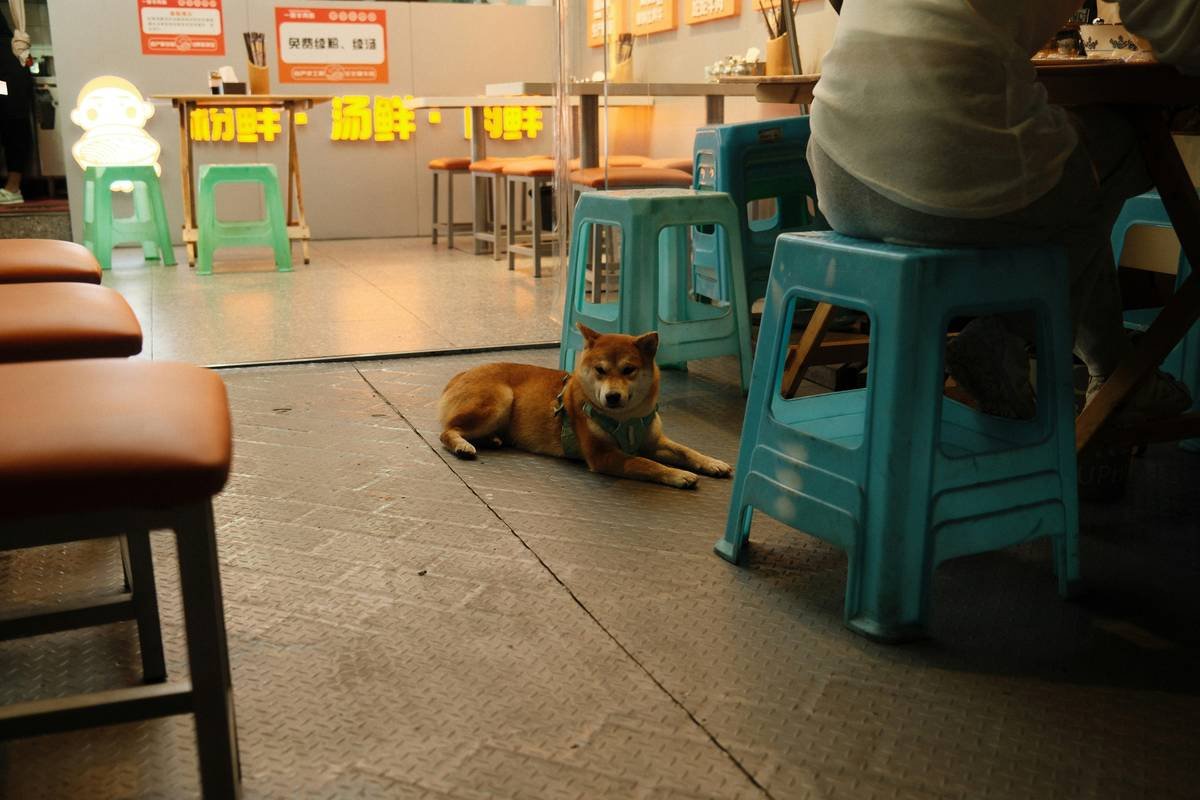 Before and after images of Sarah and Max in public, showing improved behavior