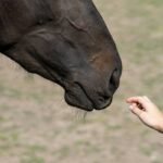 Emotional Bonding Activities: Strengthen Your Connection with Service Animals