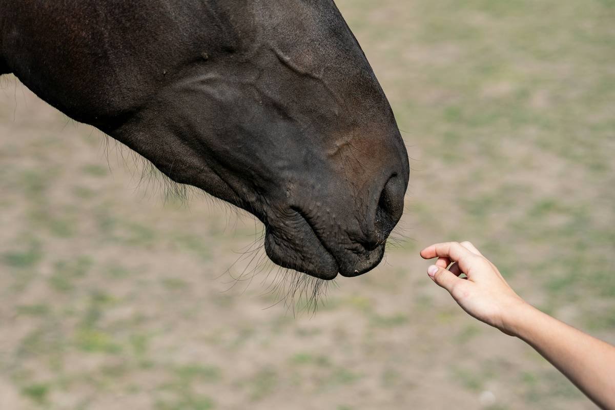 Emotional Bonding Activities: Strengthen Your Connection with Service Animals