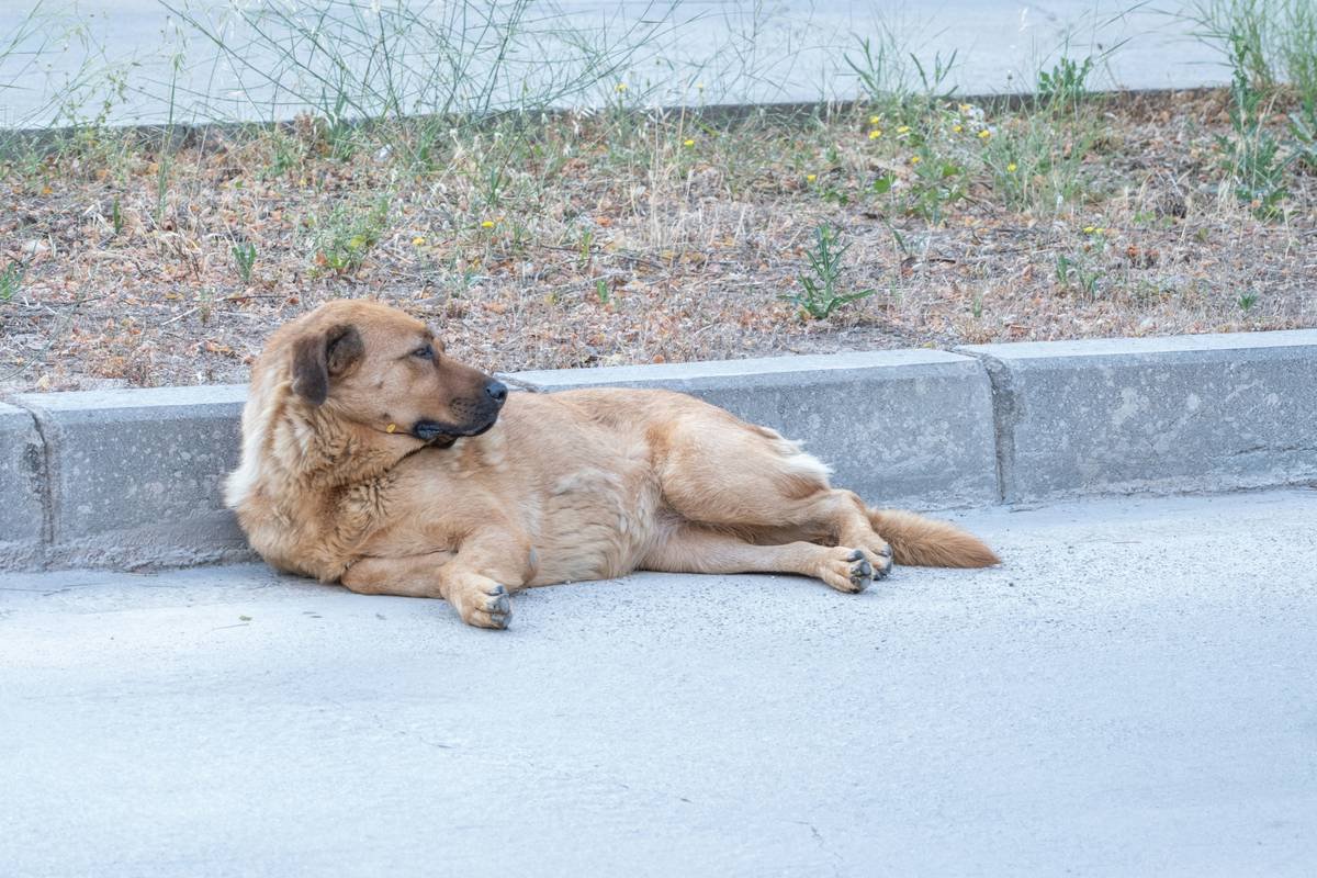 Infographic showing key points of the ADA and service animal public space rules