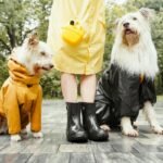 Mastering Pet Care Owner Responsibilities: A Comprehensive Guide to Service Animal Training