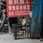 Mastering Task-Specific Commands for Service Animal Training