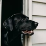 Retirement Planning for Service Animals: Ensuring a Happy and Fulfilling Life Post-Service